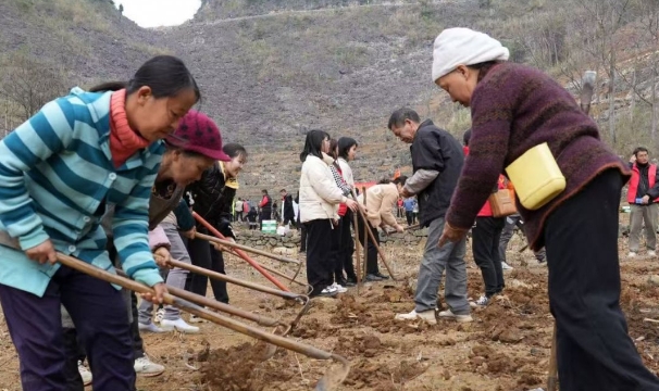 图为东山乡文钱村群众种植珍珠黄玉米