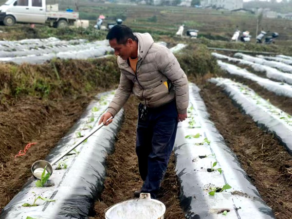 黄世歌在给烟叶浇水。荣华乡人民政府供图