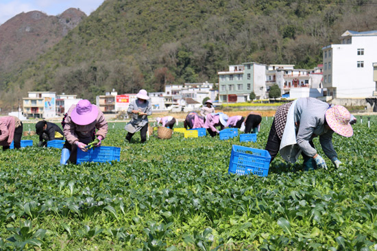 基地农民正在采摘新鲜蔬菜。乐业县委宣传部供图