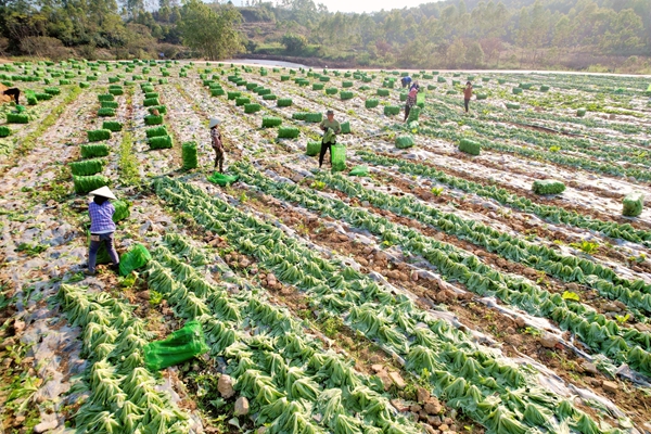 村民正在收芥菜。岑记华摄