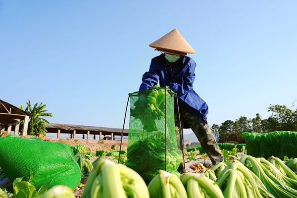 村民正在收芥菜。谢海兵摄