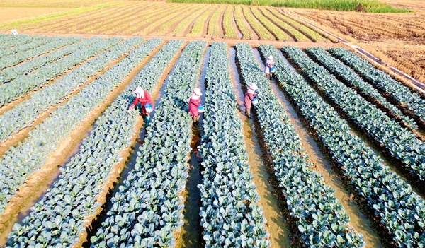 村民正在给西兰花施肥。岑记华摄