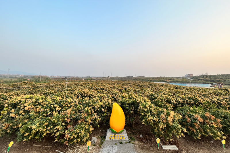 打造芒果种植基地，做大做优产业。祥周镇人民政府供图