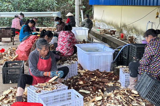 村民们在在处理木薯。东兴市融媒体中心供图