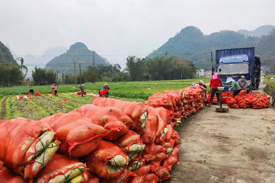 河池市罗城小长安镇合北村蔬菜种植示范基地一车车蔬菜将走向市场。