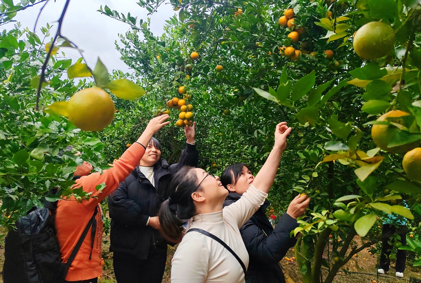 右江民族醫學院教職工正在採摘皇帝柑。陳苗攝