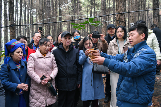 壯醫藥專家在林下三七種植試驗示范基地考察。陸文攝