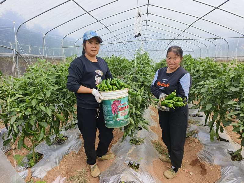 蔬菜基地迎來青椒大豐收。趙群英攝