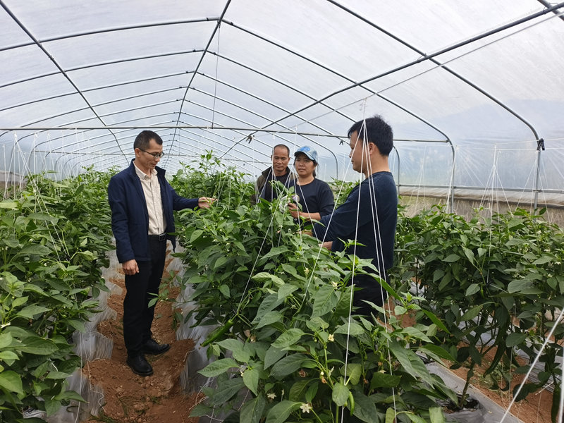 有關人員到大棚內查看青椒生長情況。趙群英攝