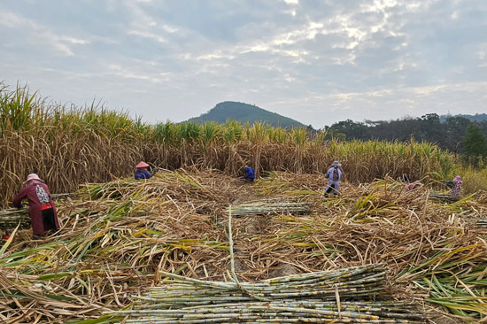 村民在花山社區甘蔗種植基地內砍甘蔗