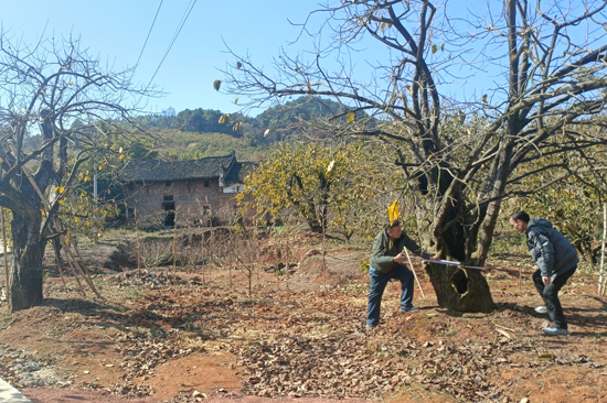 平樂縣二塘甑山村上高頭村，現存30多株的300年古柿，是平樂縣現存的最大古柿林。陶彩忠攝