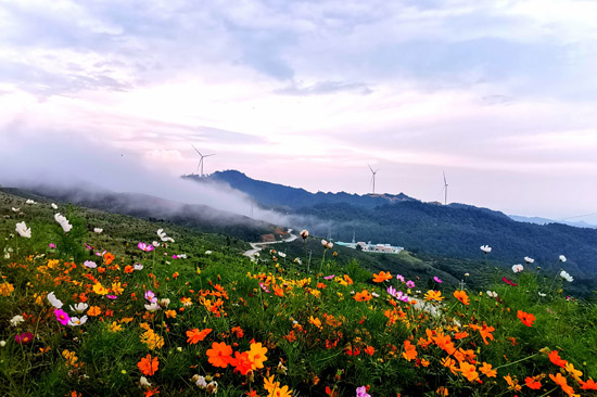 中廣核樂業風電項目打造的風車花海景觀。中廣核新能源廣西分公司供圖