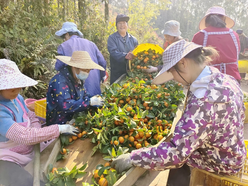 工人们正在整理新鲜采摘的砂糖桔.jpg