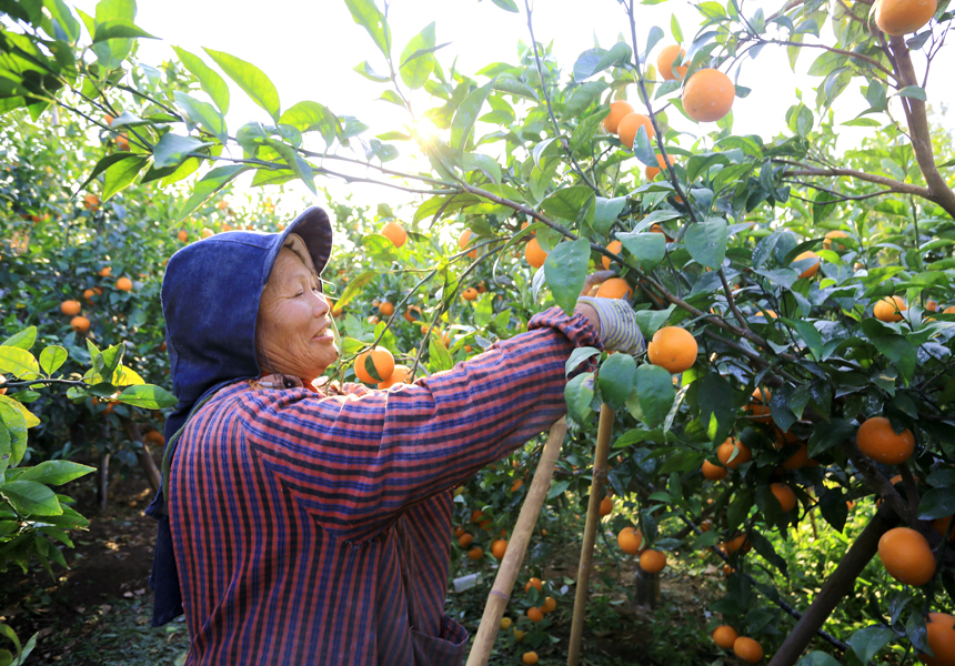 果農正在採摘沃柑。甘益江攝