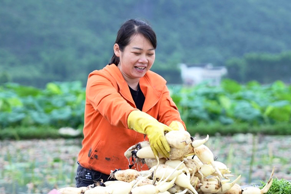 藕农在田间挖藕。兰德波摄