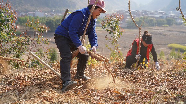 村民在收木薯。莫玉秀摄