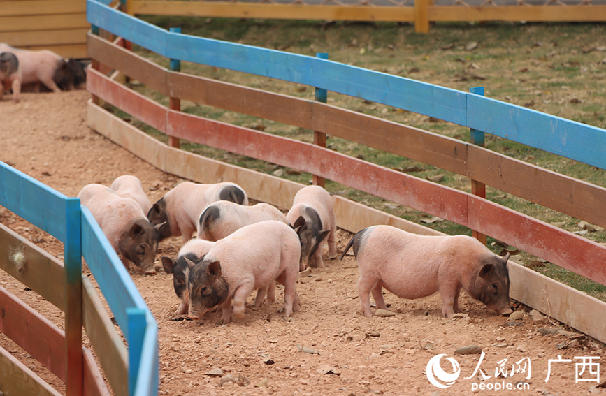 萌寵樂園裡的可愛動物。人民網 馮肖慧攝