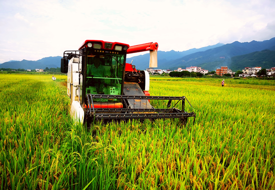周桂明组织机收割抢收优质稻。
