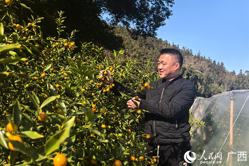 覃林在種植基地查看金桔長勢。人民網記者 覃心攝