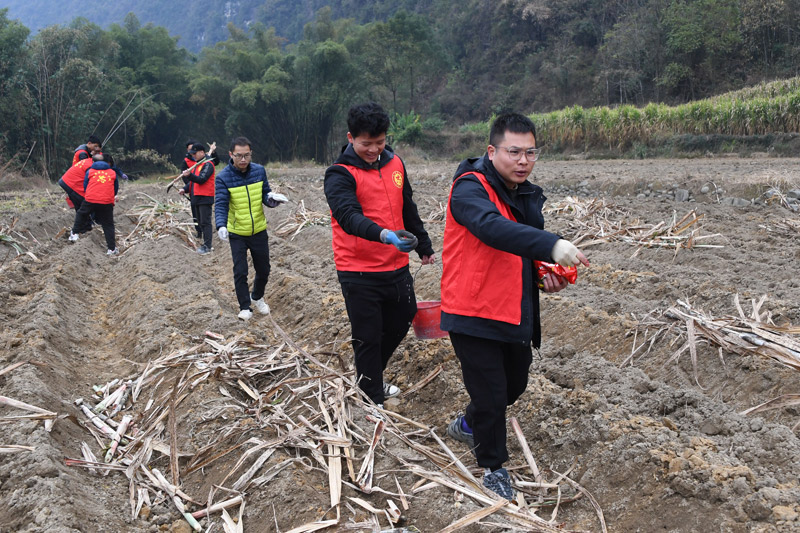 志愿者在帮助村民施甘蔗基肥。