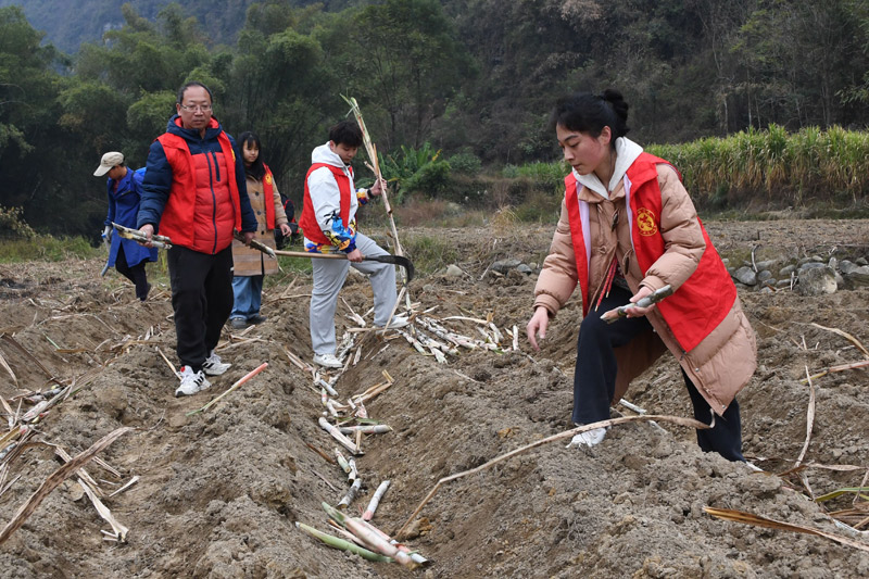 志愿者在帮助村民摆放蔗种。