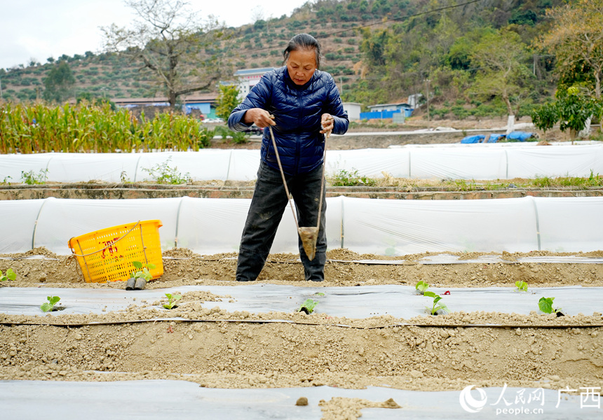 農民在移栽菜苗。楊來攝