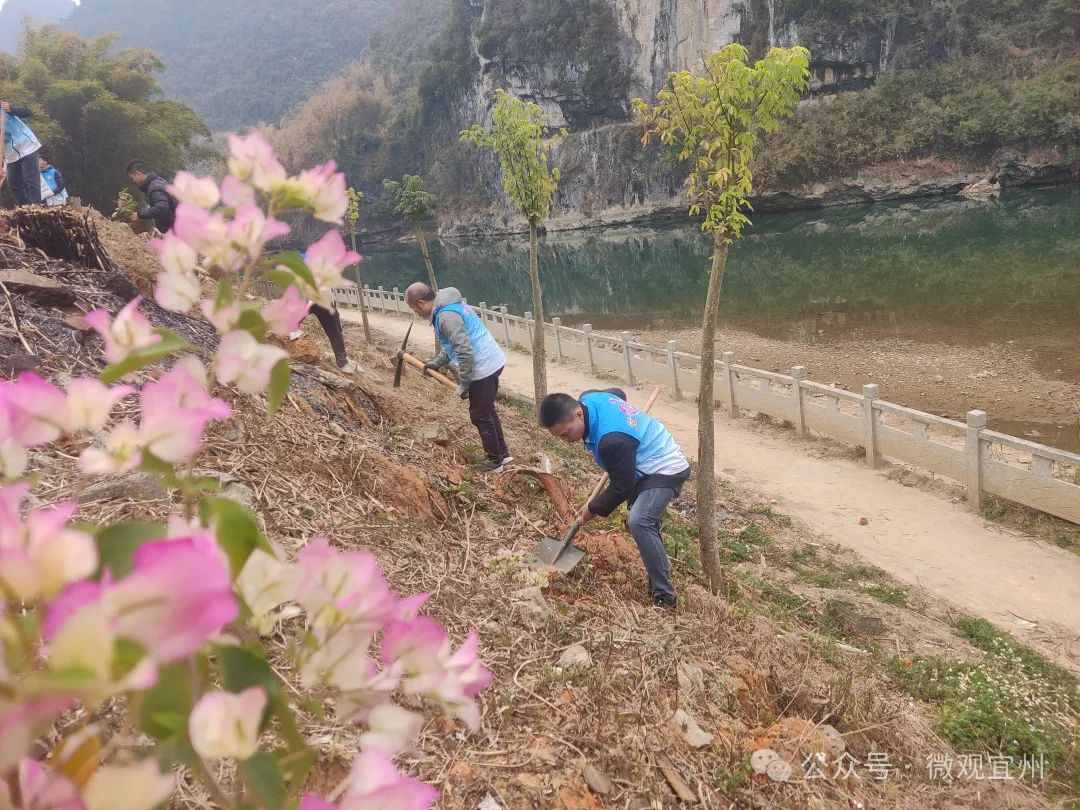 三角梅种植现场