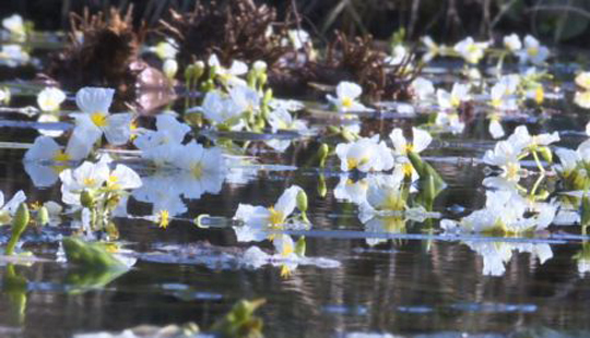 永福百寿：海菜花湿地升级改造 喜迎首批游客