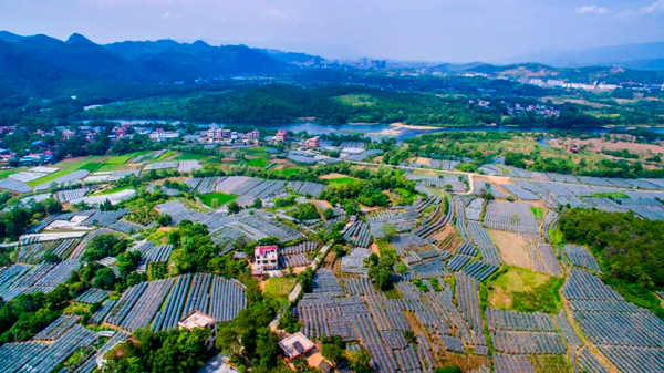 枧塘镇芳塘村委瓦窑岗村葡萄种植基地。