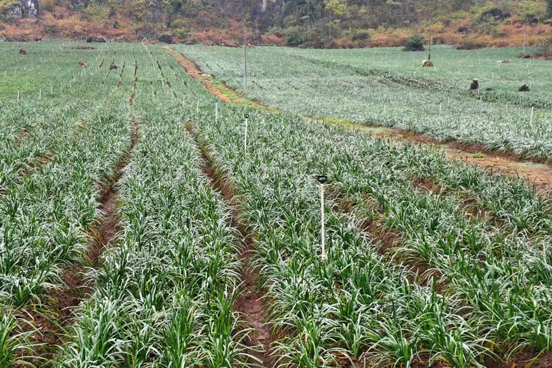 下雷镇三湖村韭菜苔种植基地。