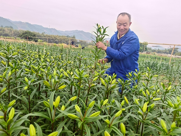 村民在採摘百合花。