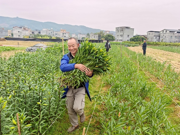 村民在採摘花卉。