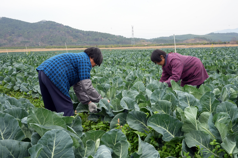 工人在為白西蘭花“遮陽”。