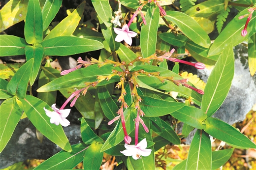 蝎尾螺序草植株。广西中医药研究院供图