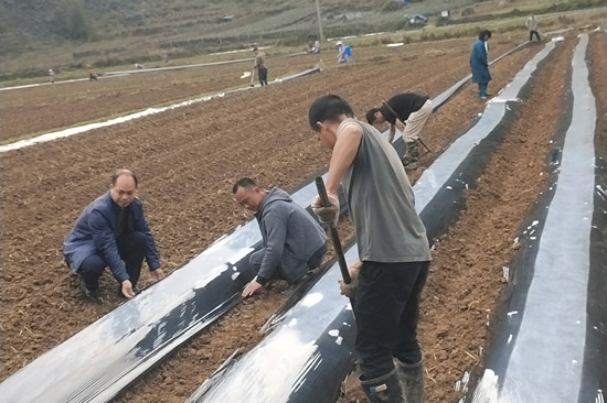 村民们在田间辛勤耕作。许道珍 摄1