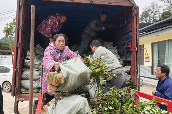 永福县广福乡油茶种植户领取免费树苗