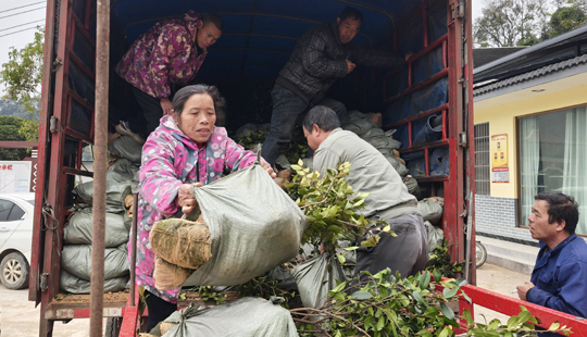 永福县：免费发放油茶“振兴苗” 增绿又增收