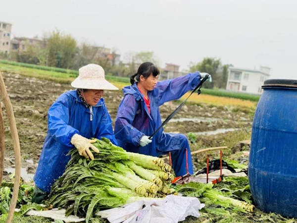 菜農趕早到地裡採摘萵苣，整理裝車賣給採購商