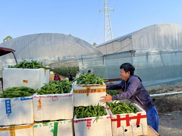 農戶正將辣椒裝箱上車，准備運往蔬菜市場