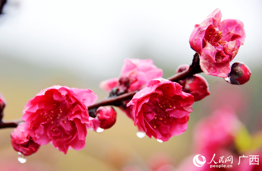 雨中的桃花。