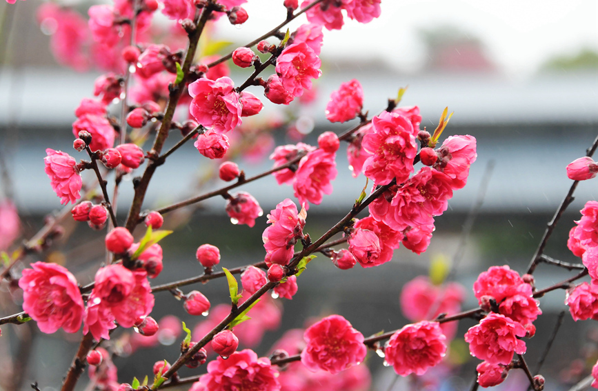 雨中的桃花。