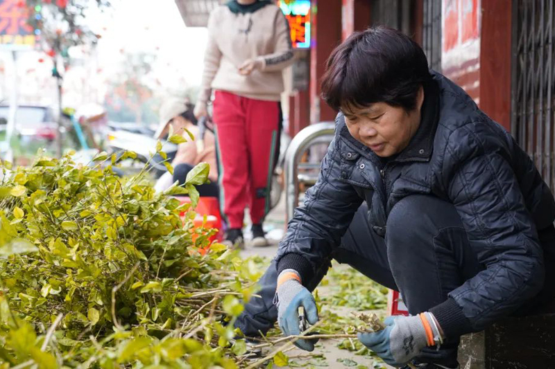 花農將修剪下來的茉莉花枝剪成長10厘米左右的枝條。唐銘敏攝