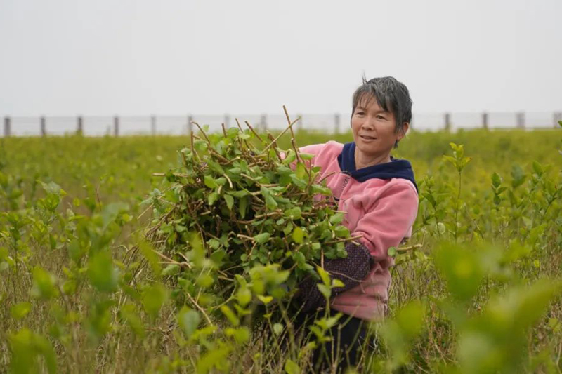 茉莉花枝修剪成捆。唐銘敏攝