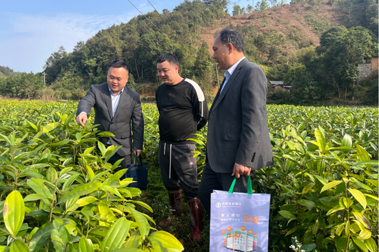 农行贵港平南县支行客户经理在肉桂种植地了解肉桂长势。肖光宇摄