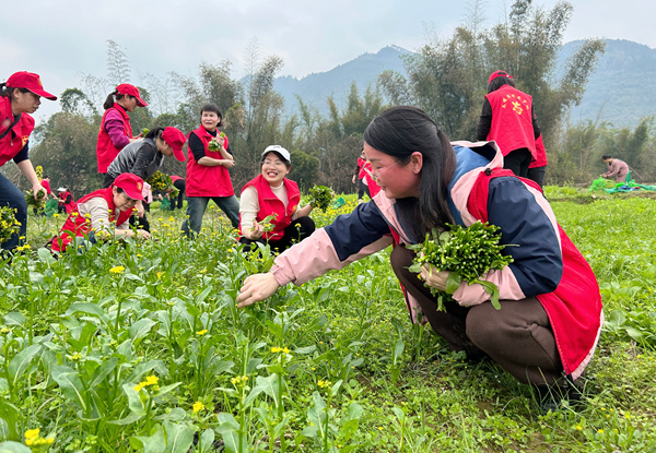 志愿者在帮助群众采摘蔬菜