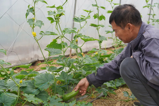 种植户查看毛节瓜生长情况