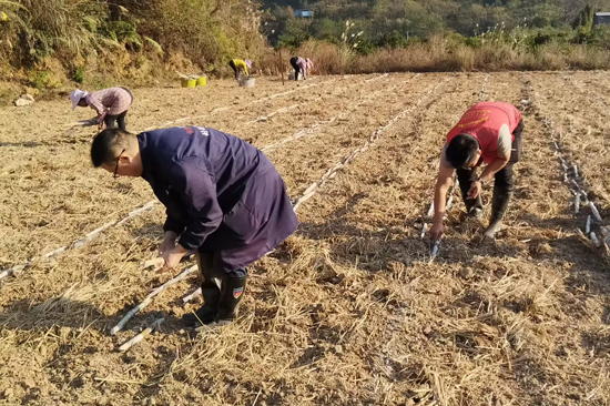 永福县永福镇坪岭村驻村工作队员帮农户种植糖料蔗。永福县委组织部供图