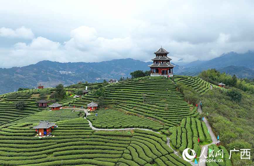 风景如画的三江布央仙人山茶园。人民网 付华周摄