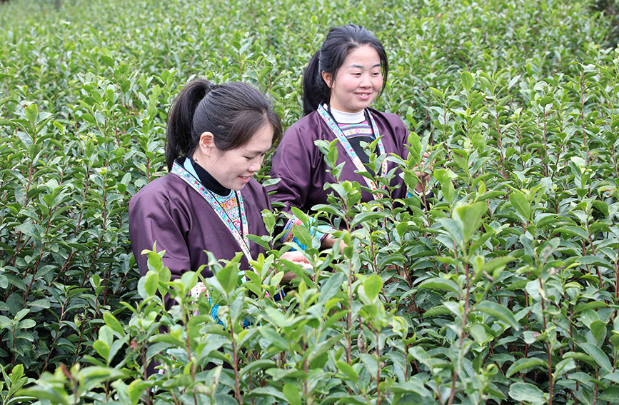 茶农在茶园采摘新鲜茶叶。龚普康摄