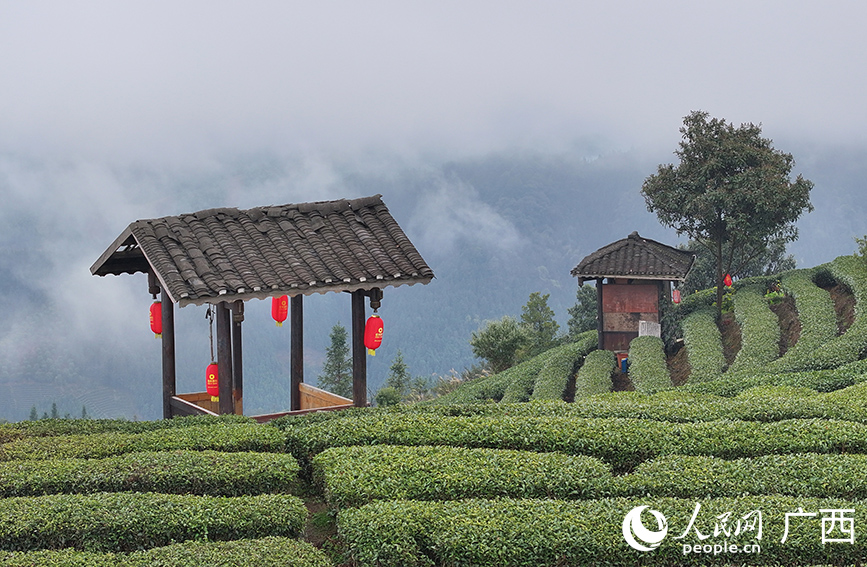 廣西开云平台三江：茶旅融合促振興(图6)